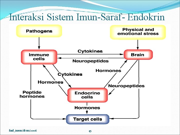 Interaksi Sistem Imun-Saraf- Endokrin faal_imun/ikun/2006 45 