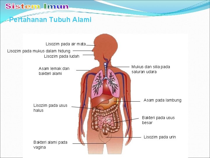 Pertahanan Tubuh Alami Lisozim pada air mata Lisozim pada mukus dalam hidung Lisozim pada