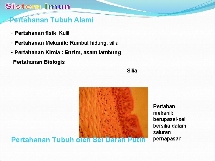 Pertahanan Tubuh Alami • Pertahanan fisik: Kulit • Pertahanan Mekanik: Rambut hidung, silia •