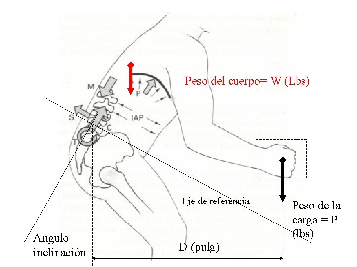 Peso del cuerpo= W (Lbs) Eje de referencia Angulo inclinación D (pulg) Peso de