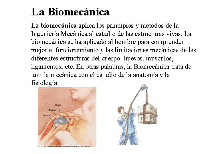 La Biomecánica La biomecánica aplica los principios y métodos de la Ingeniería Mecánica al