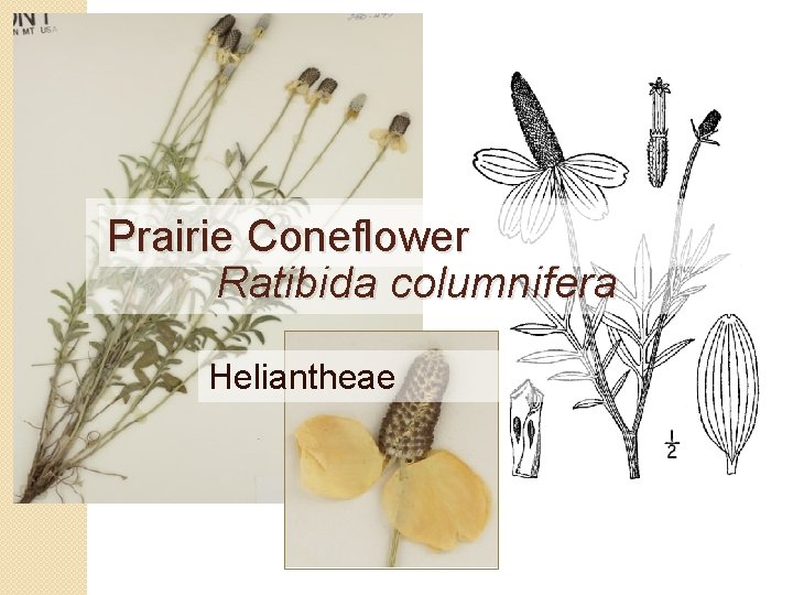 Prairie Coneflower Ratibida columnifera Heliantheae 