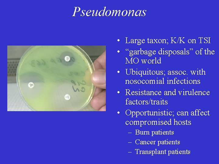 Pseudomonas • Large taxon; K/K on TSI • “garbage disposals” of the MO world
