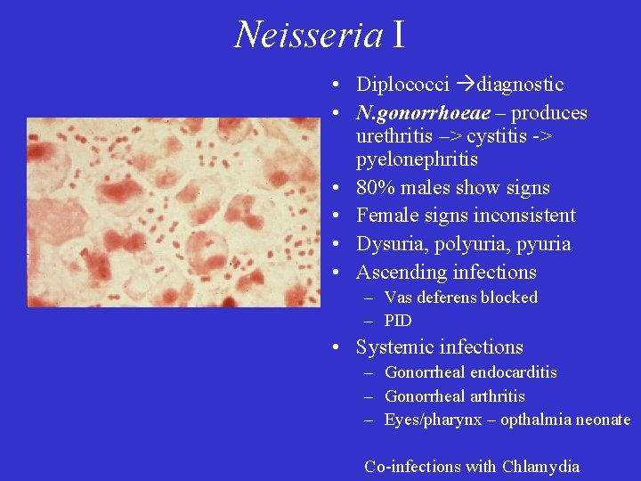 Neisseria I • Diplococci diagnostic • N. gonorrhoeae – produces urethritis –> cystitis ->