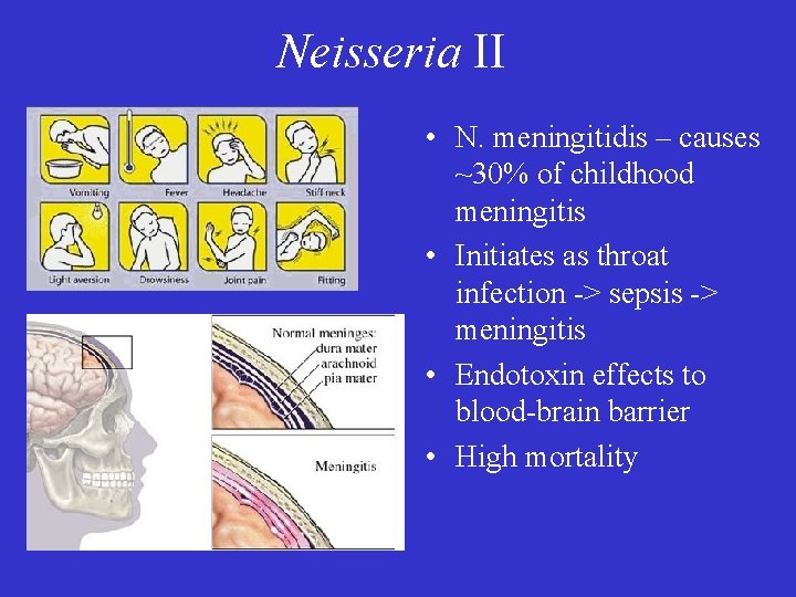 Neisseria II • N. meningitidis – causes ~30% of childhood meningitis • Initiates as