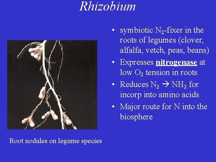 Rhizobium • symbiotic N 2 -fixer in the roots of legumes (clover, alfalfa, vetch,