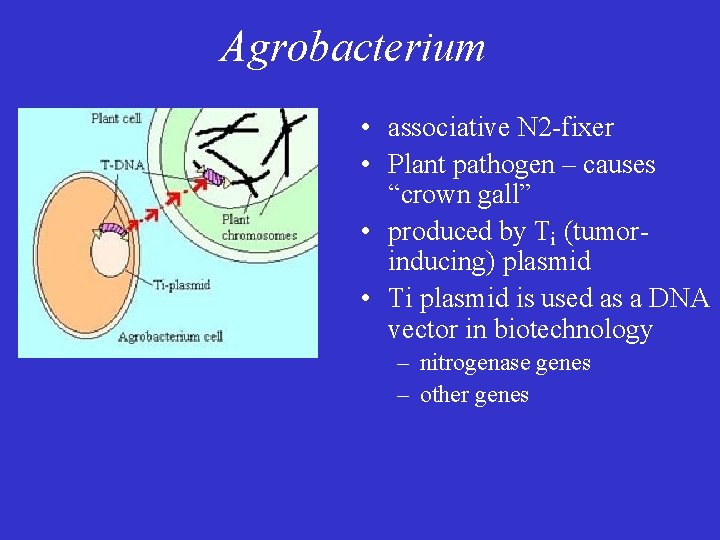 Agrobacterium • associative N 2 -fixer • Plant pathogen – causes “crown gall” •