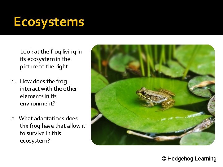 Ecosystems Look at the frog living in its ecosystem in the picture to the