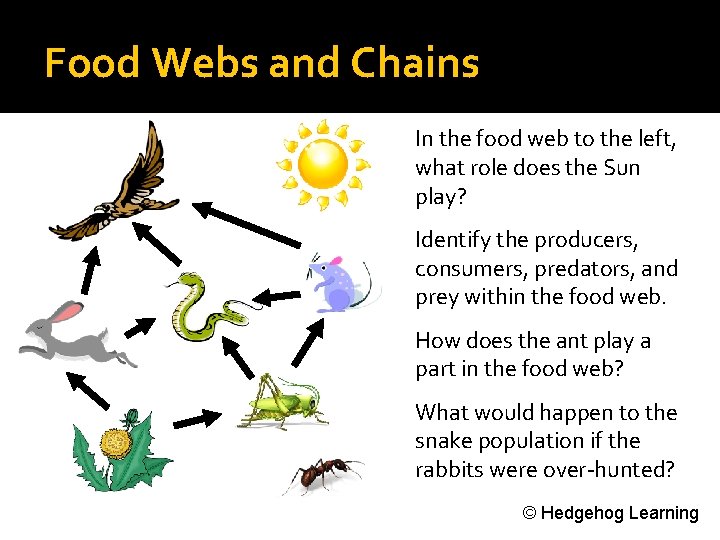 Food Webs and Chains In the food web to the left, what role does