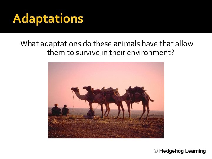 Adaptations What adaptations do these animals have that allow them to survive in their