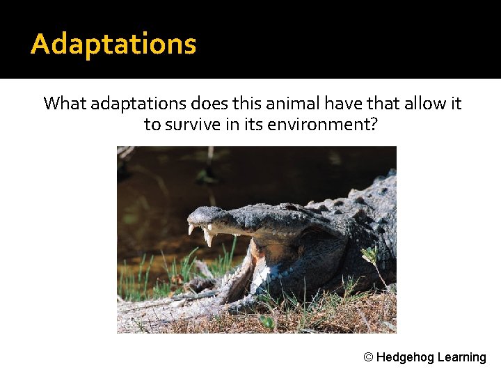 Adaptations What adaptations does this animal have that allow it to survive in its