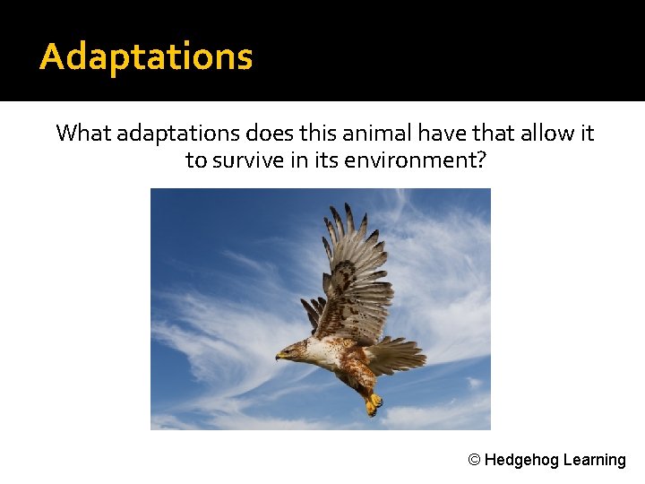 Adaptations What adaptations does this animal have that allow it to survive in its