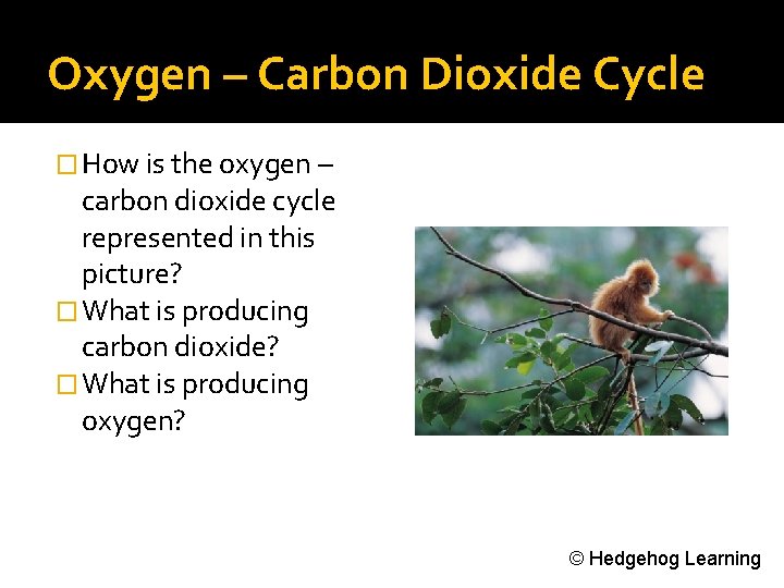 Oxygen – Carbon Dioxide Cycle � How is the oxygen – carbon dioxide cycle