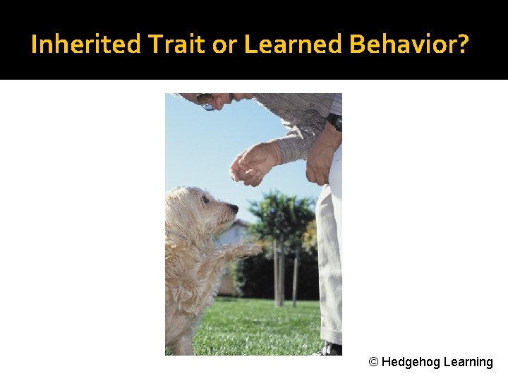 Inherited Trait or Learned Behavior? © Hedgehog Learning 