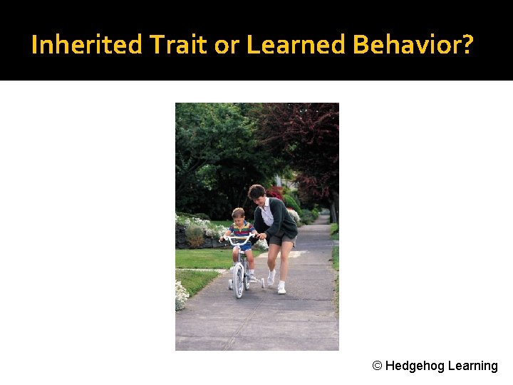 Inherited Trait or Learned Behavior? © Hedgehog Learning 