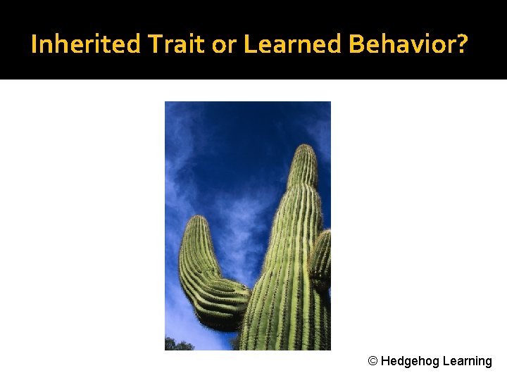 Inherited Trait or Learned Behavior? © Hedgehog Learning 