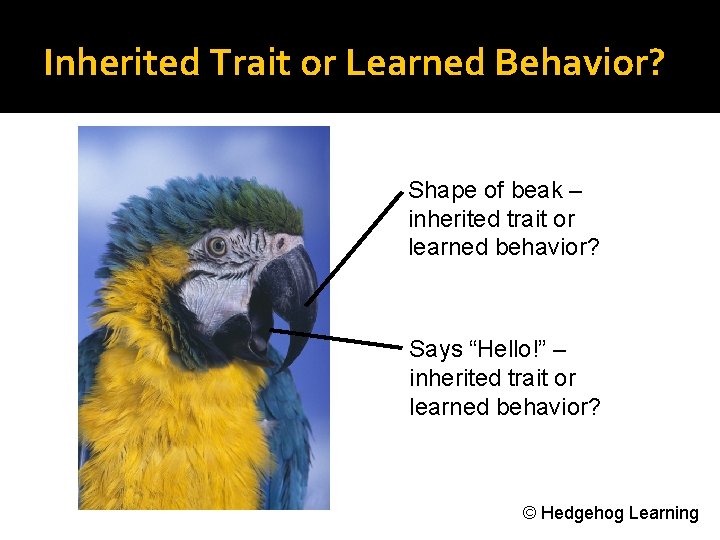 Inherited Trait or Learned Behavior? Shape of beak – inherited trait or learned behavior?