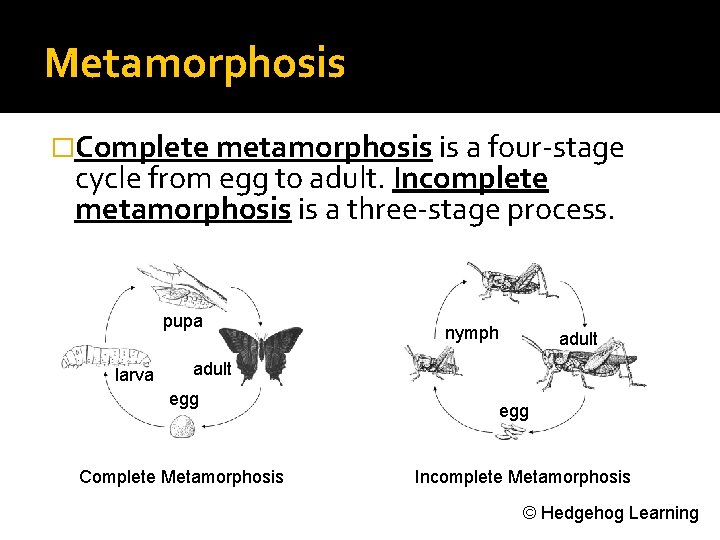 Metamorphosis �Complete metamorphosis is a four-stage cycle from egg to adult. Incomplete metamorphosis is