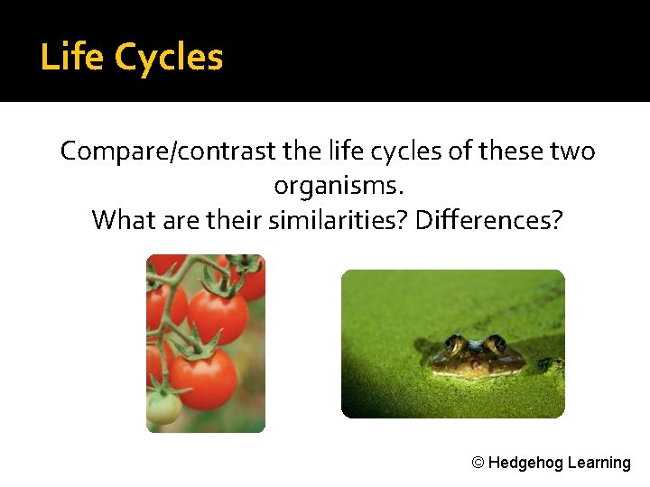 Life Cycles Compare/contrast the life cycles of these two organisms. What are their similarities?