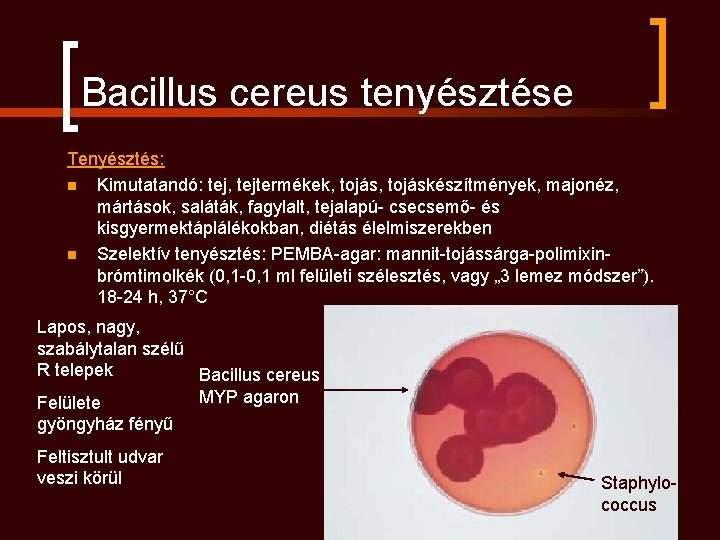 Bacillus cereus tenyésztése Tenyésztés: n Kimutatandó: tej, tejtermékek, tojáskészítmények, majonéz, mártások, saláták, fagylalt, tejalapú-