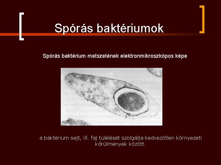 Spórás baktériumok Spórás baktérium metszetének elektronmikroszkópos képe a baktérium sejt, ill. faj túlélését szolgálja