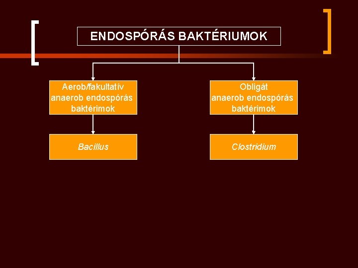 ENDOSPÓRÁS BAKTÉRIUMOK Aerob/fakultatív anaerob endospórás baktérimok Obligát anaerob endospórás baktérimok Bacillus Clostridium 