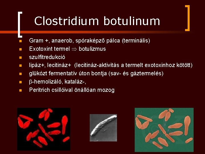 Clostridium botulinum n n n n Gram +, anaerob, spóraképző pálca (terminális) Exotoxint termel