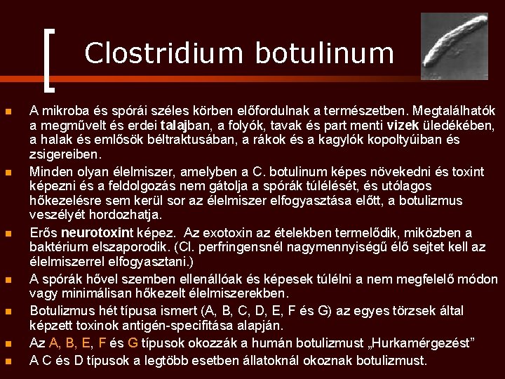 Clostridium botulinum n n n n A mikroba és spórái széles körben előfordulnak a