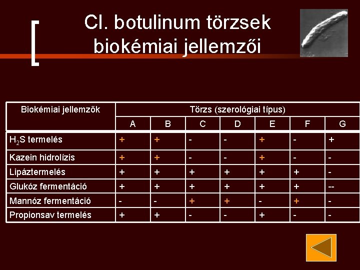 Cl. botulinum törzsek biokémiai jellemzői Biokémiai jellemzők Törzs (szerológiai típus) A B C D