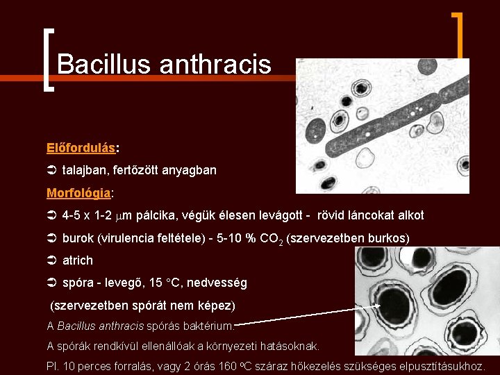 Bacillus anthracis Előfordulás: Ü talajban, fertőzött anyagban Morfológia: Ü 4 -5 x 1 -2