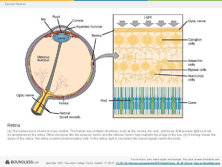 Special Senses Retina (a) The human eye is shown in cross section. The human