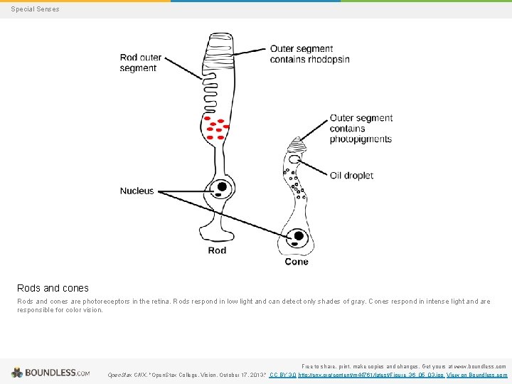 Special Senses Rods and cones are photoreceptors in the retina. Rods respond in low