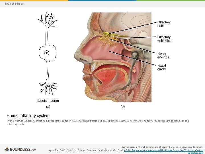 Special Senses Human olfactory system In the human olfactory system, (a) bipolar olfactory neurons