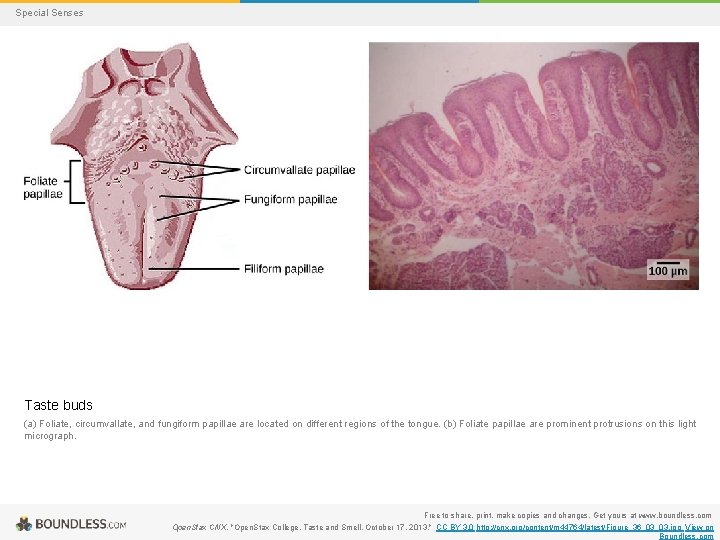 Special Senses Taste buds (a) Foliate, circumvallate, and fungiform papillae are located on different