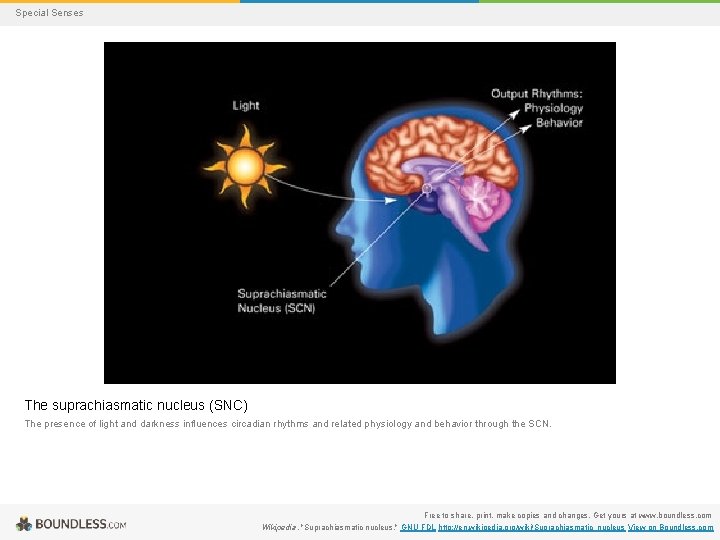 Special Senses The suprachiasmatic nucleus (SNC) The presence of light and darkness influences circadian