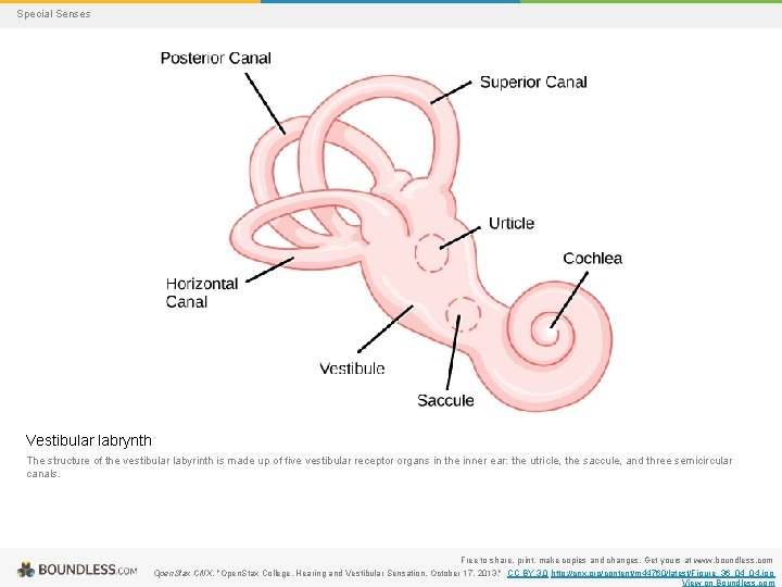 Special Senses Vestibular labrynth The structure of the vestibular labyrinth is made up of