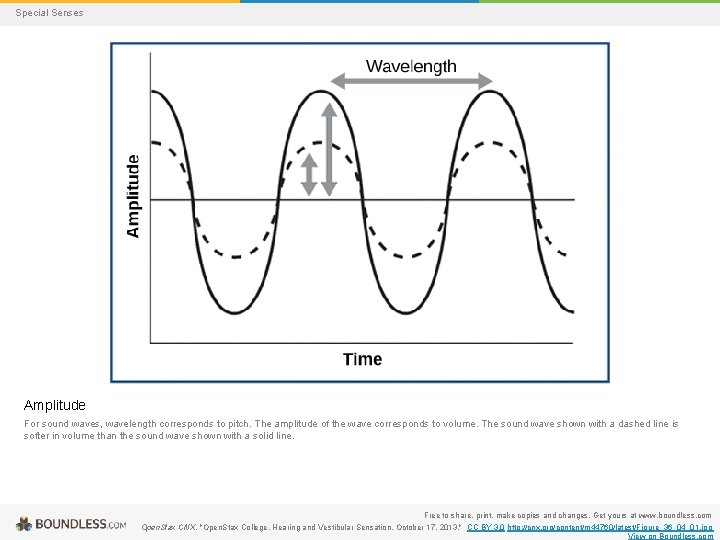 Special Senses Amplitude For sound waves, wavelength corresponds to pitch. The amplitude of the