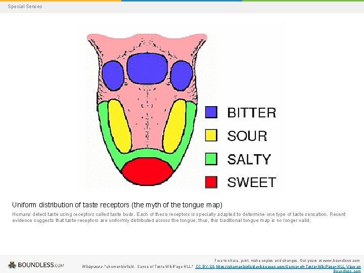 Special Senses Uniform distribution of taste receptors (the myth of the tongue map) Humans