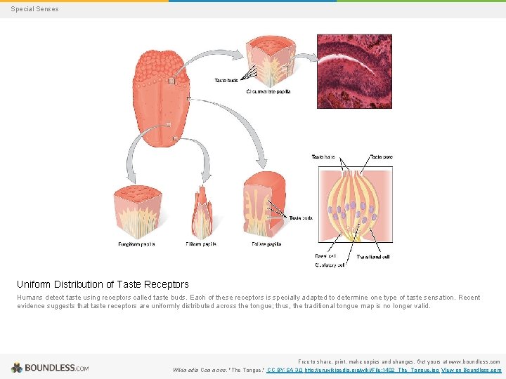 Special Senses Uniform Distribution of Taste Receptors Humans detect taste using receptors called taste