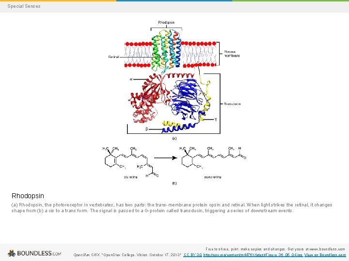 Special Senses Rhodopsin (a) Rhodopsin, the photoreceptor in vertebrates, has two parts: the trans-membrane