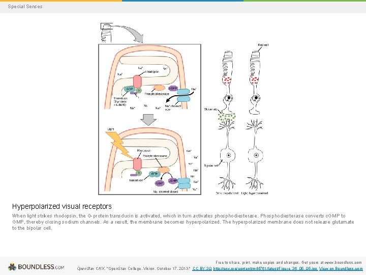 Special Senses Hyperpolarized visual receptors When light strikes rhodopsin, the G-protein transducin is activated,