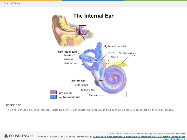 Special Senses Inner ear The inner ear can be divided into three parts: the