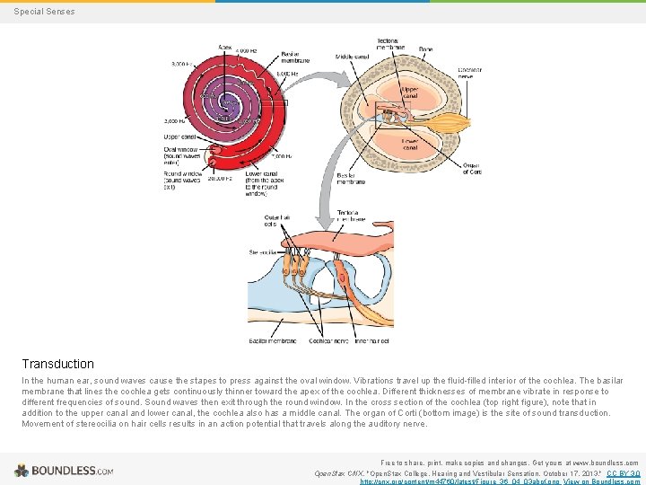 Special Senses Transduction In the human ear, sound waves cause the stapes to press