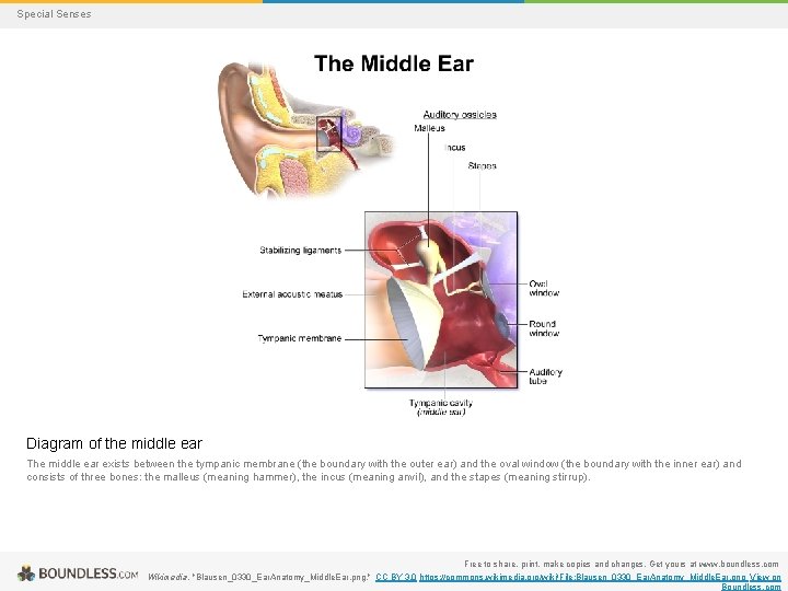 Special Senses Diagram of the middle ear The middle ear exists between the tympanic