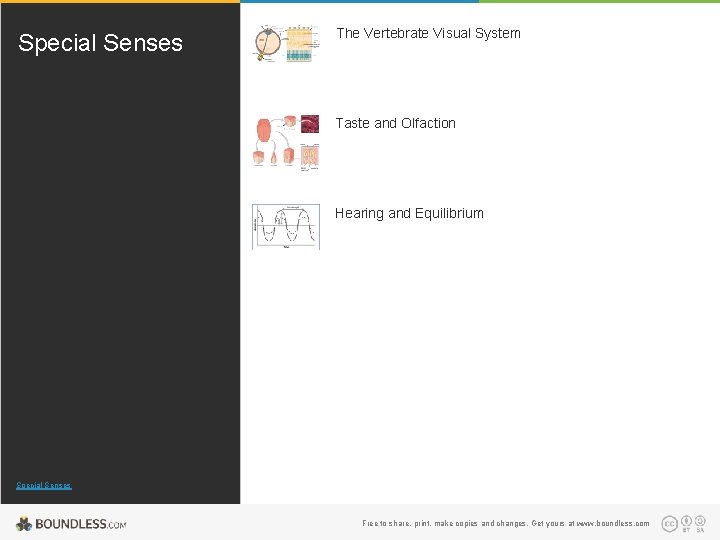 Special Senses The Vertebrate Visual System Taste and Olfaction Hearing and Equilibrium Special Senses