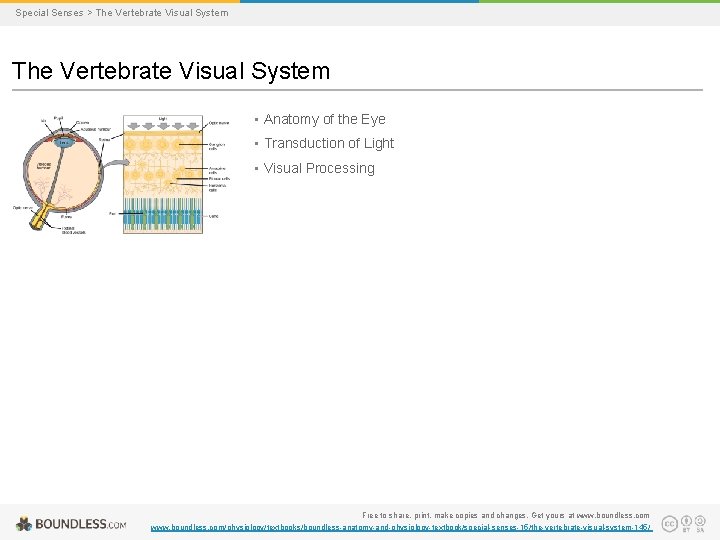 Special Senses > The Vertebrate Visual System • Anatomy of the Eye • Transduction