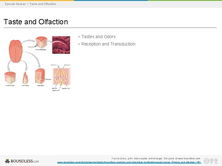 Special Senses > Taste and Olfaction • Tastes and Odors • Reception and Transduction