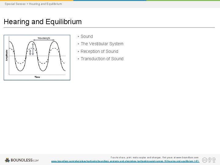 Special Senses > Hearing and Equilibrium • Sound • The Vestibular System • Reception