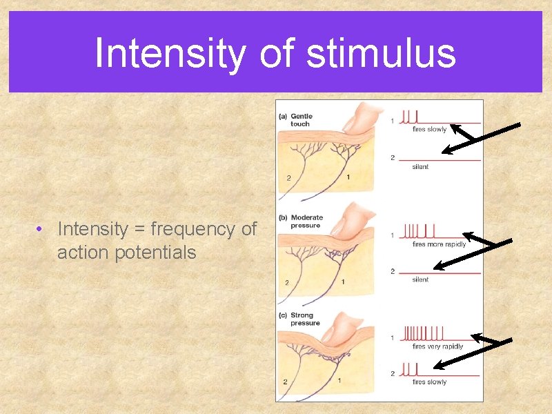 Intensity of stimulus • Intensity = frequency of action potentials 