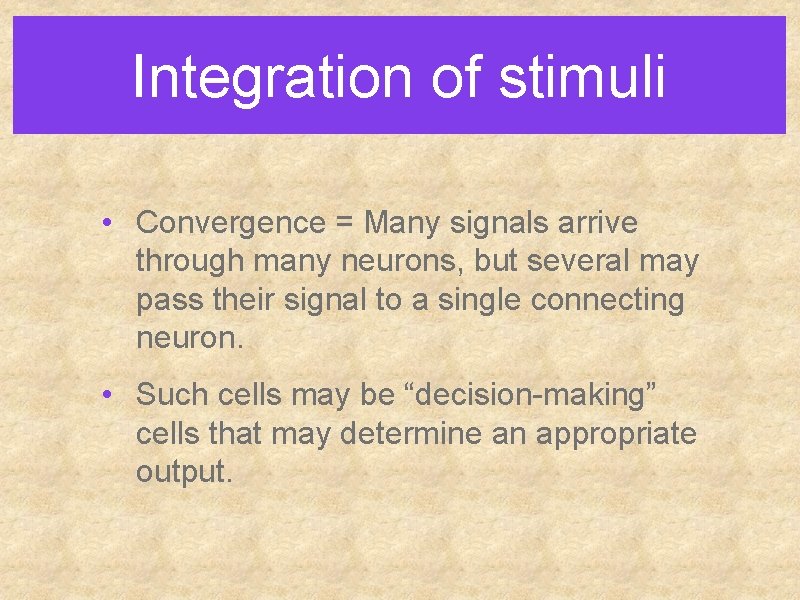 Integration of stimuli • Convergence = Many signals arrive through many neurons, but several
